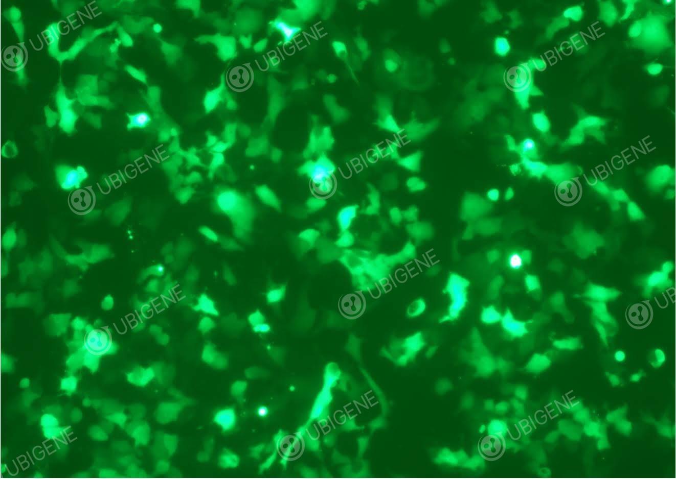 小鼠肝癌细胞(Hepa 1-6-EGFP)-转染图